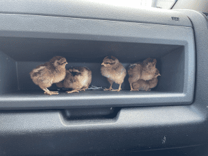 220505-Chickens-006