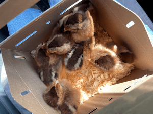 220505-Chickens-007