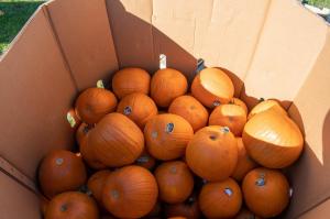 221019-Pumpkin-Carving-A-3