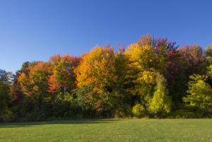 IMG 0300-SYC-Fall-FABIO